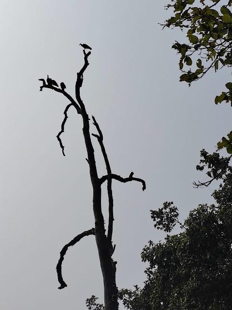 shashhaka-paugdha-2026-07-16-at-114421-am.jpeg